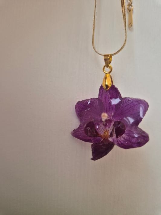Colgante orquídea Phalaenopsis mini