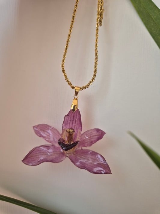 Colgante Orquídea Cymbidium