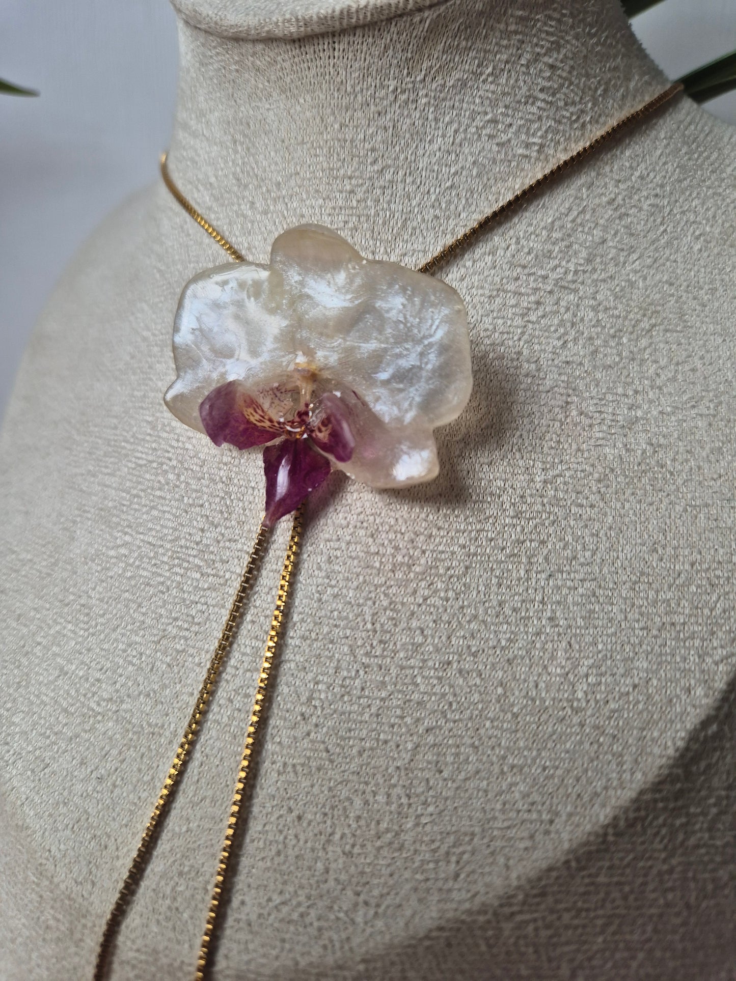 Colgante regulable de orquídea Phalaenopsis