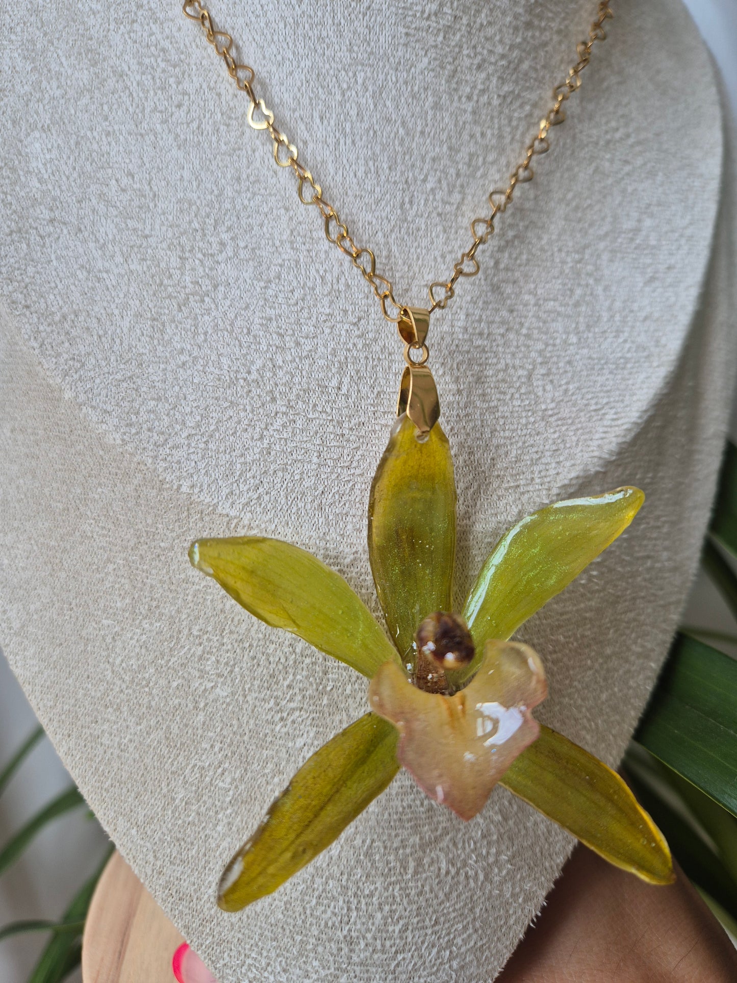 Colgante orquidea genero Tainia