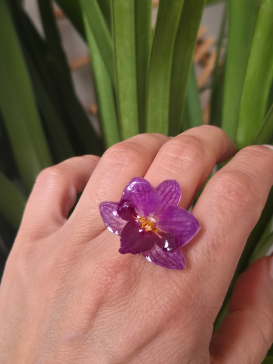 Anillo orquidea Phalaenopsis