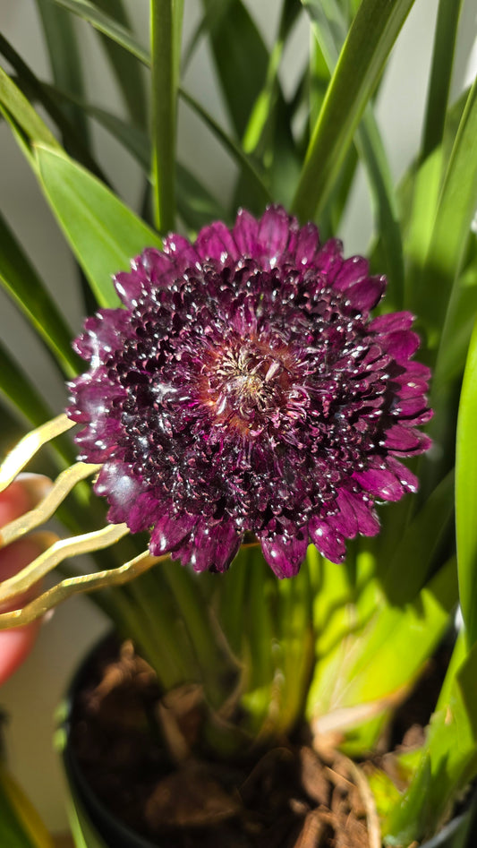 Horquilla de gerbera