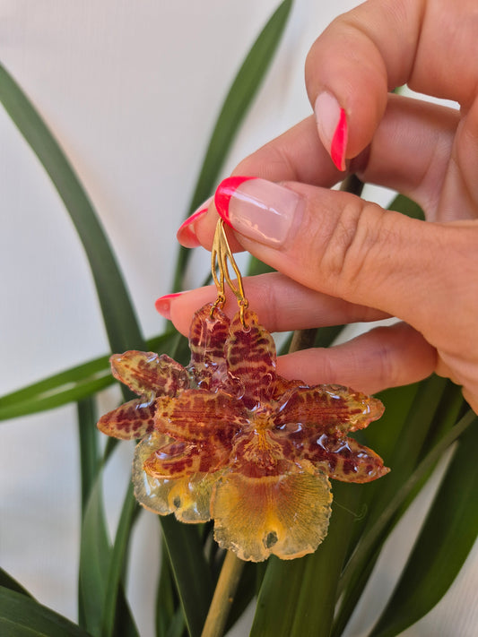 Pendientes orquídea Cambria