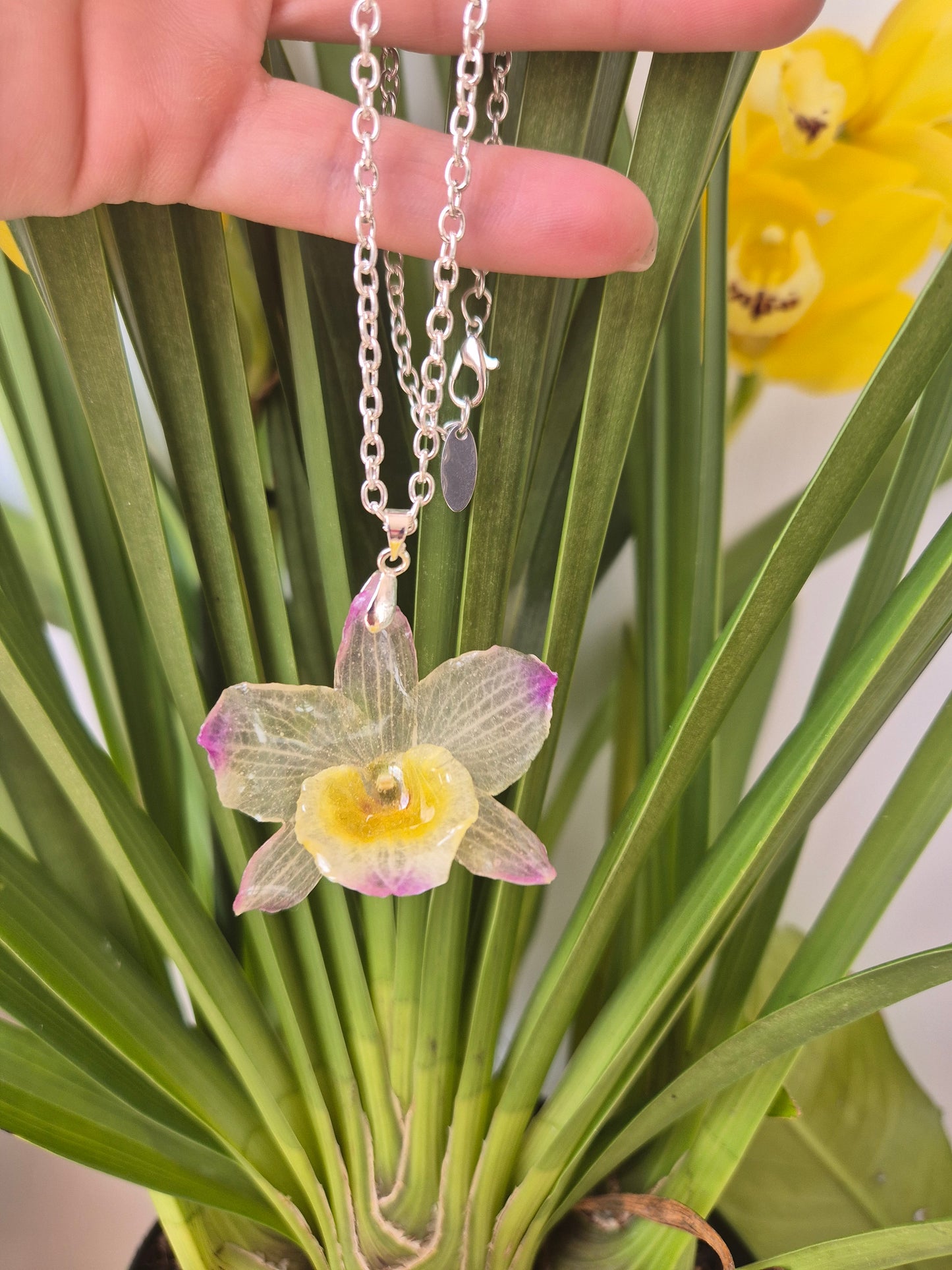 Colgante Orquídea Dendrobium