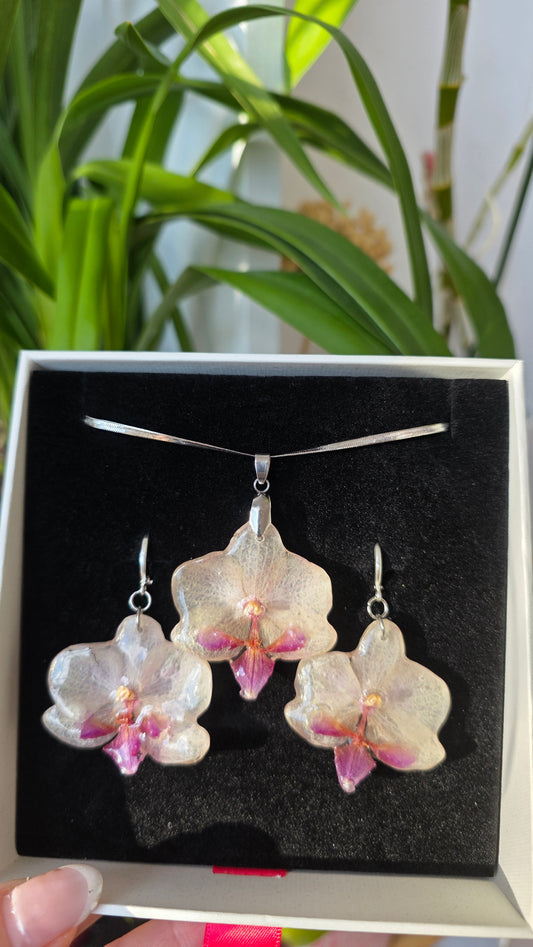 Conjunto orquidea Phalaenopsis
