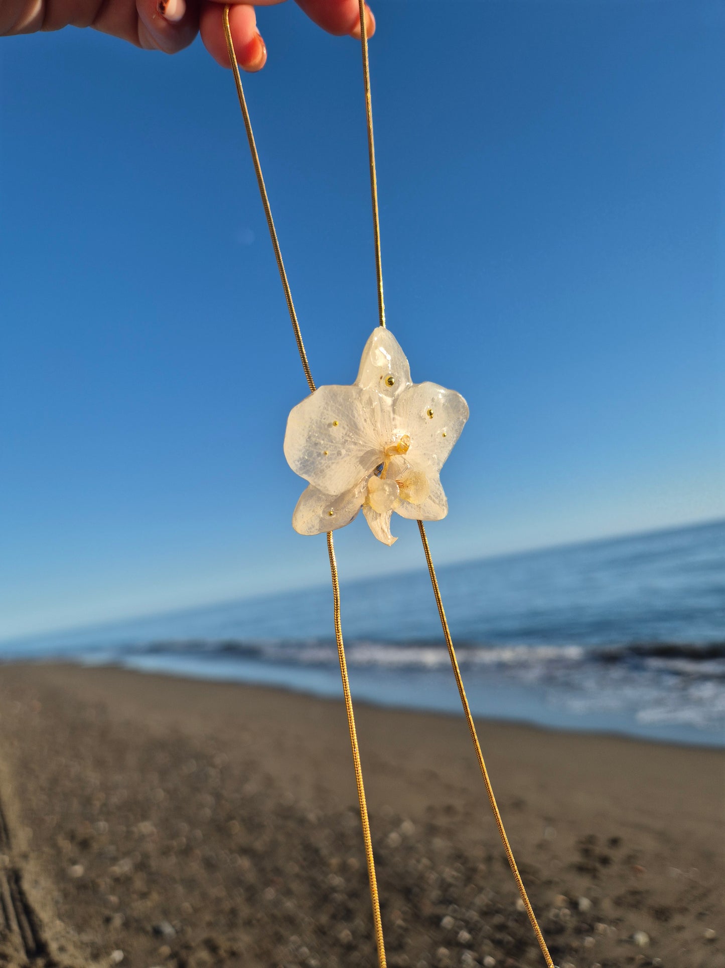 Colgante regulable de orquídea Phalaenopsis