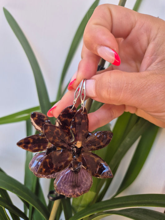 Pendientes orquídea Zygopetalum