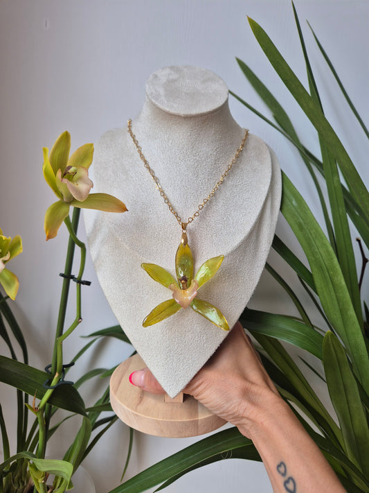 Colgante orquidea genero Tainia