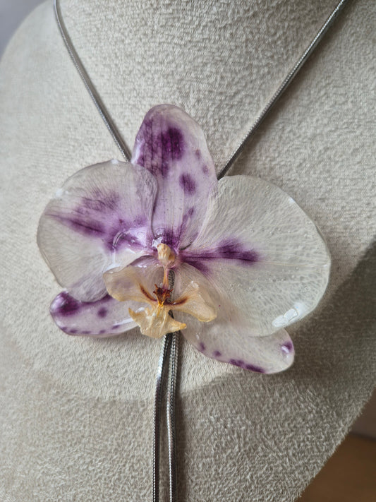 Colgante regulable de orquídea Phalaenopsis