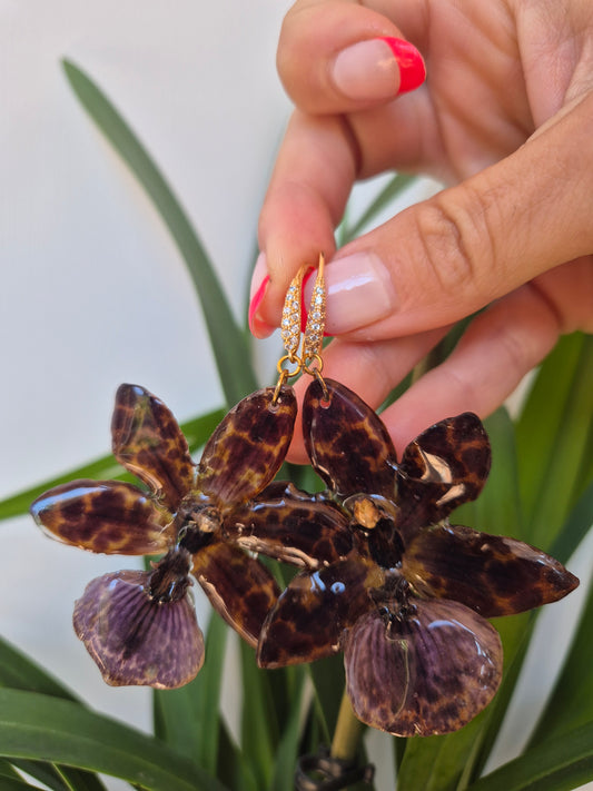 Pendientes orquídea Zygopetalum