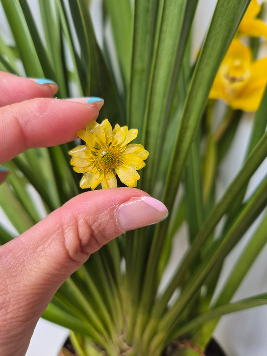 Pendientes de margaritas amarillas