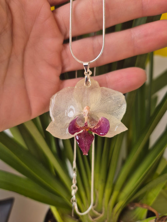 Colgante Orquídea Phalaenopsis Morada