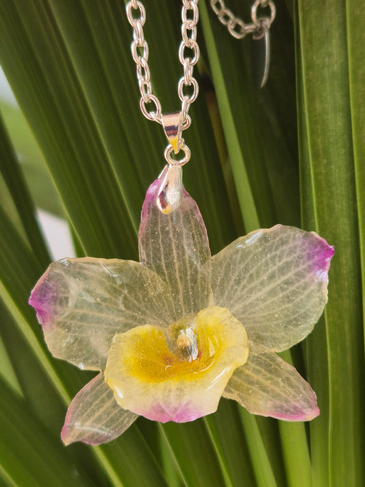 Colgante Orquídea Dendrobium