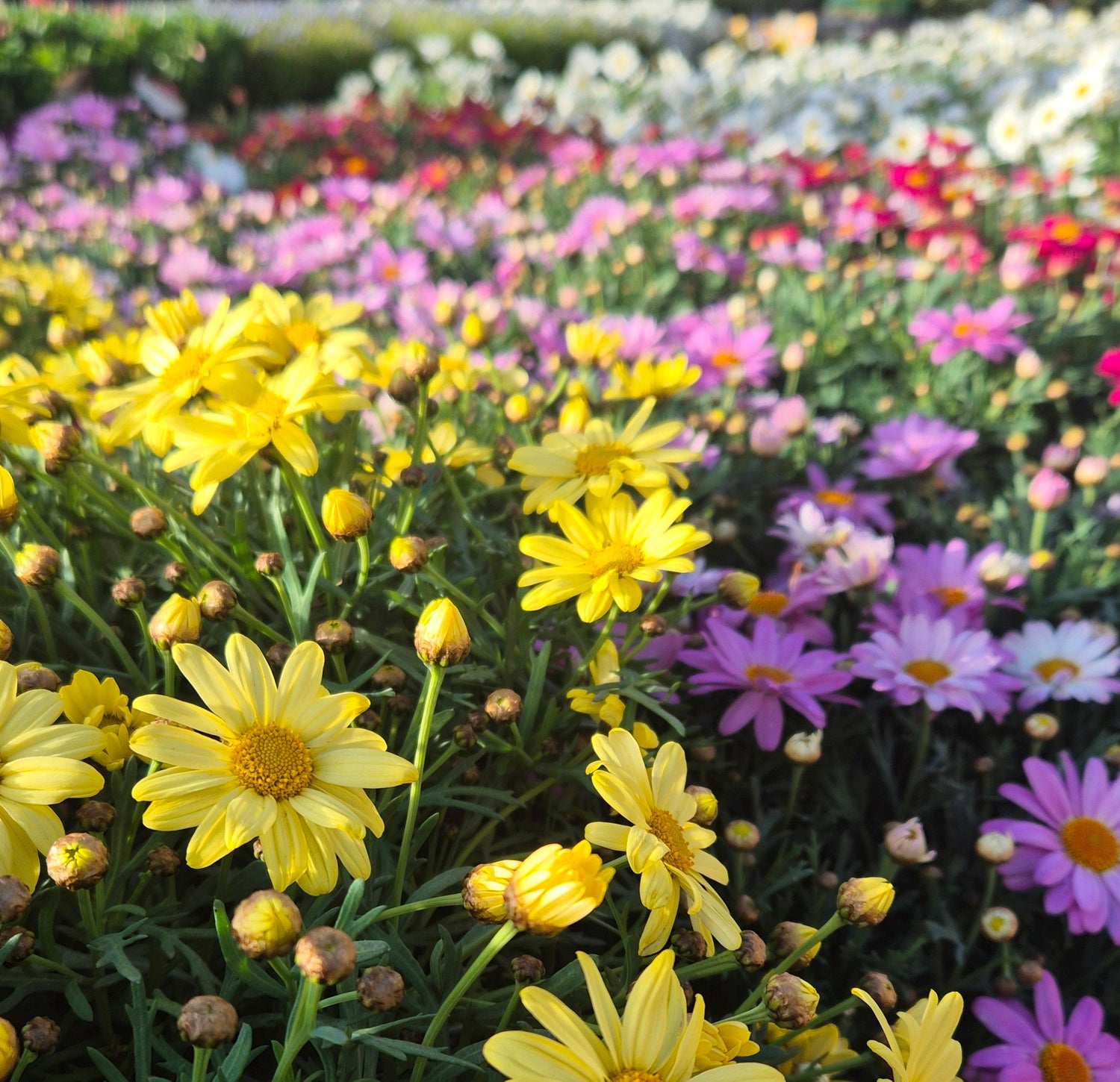 Flores preservadas