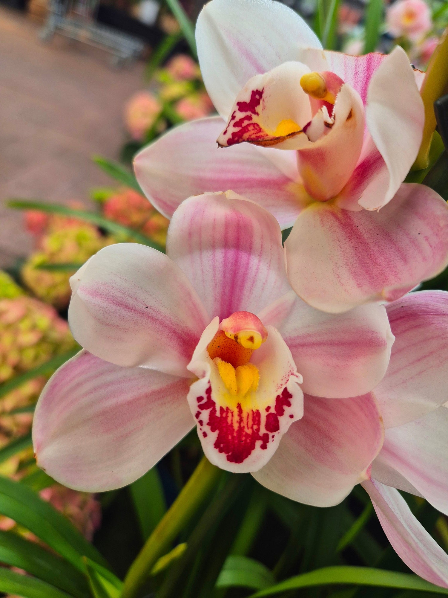 Orquídeas