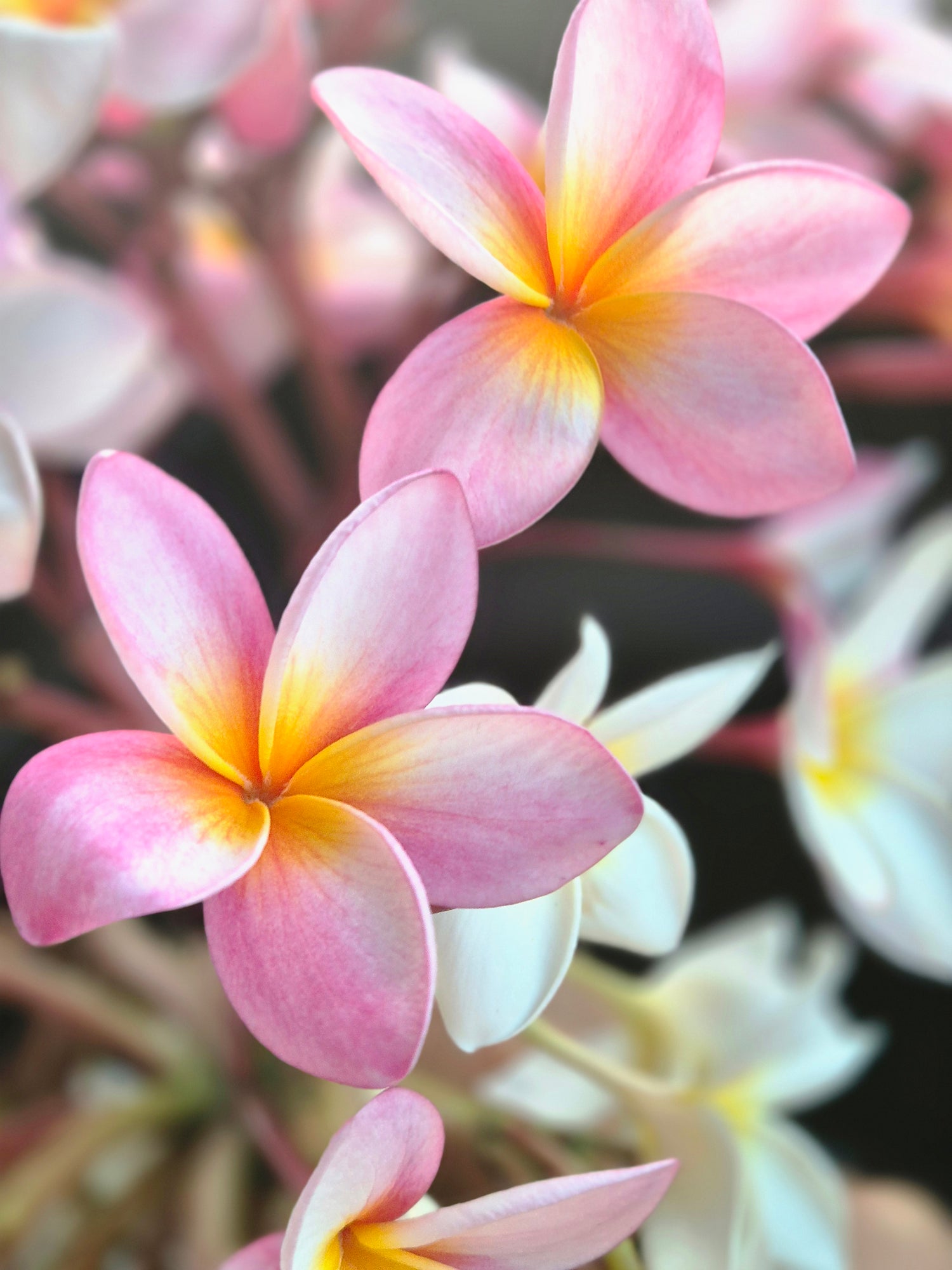 Plumerias