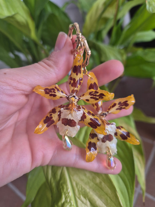 Pendientes orquídea marrón y amarillo