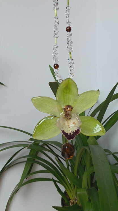 Colgante orquidea Cymbidium verde