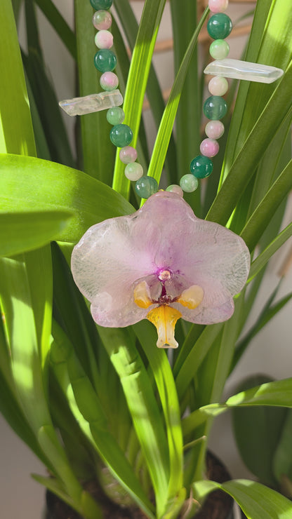 Colgante orquídea Phalaenopsis