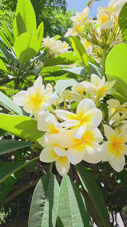 Pendientes flor Plumeria
