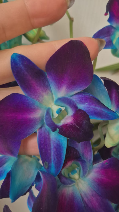 Pendientes petalo Orquidea