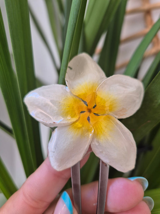 Horquilla Plumeria