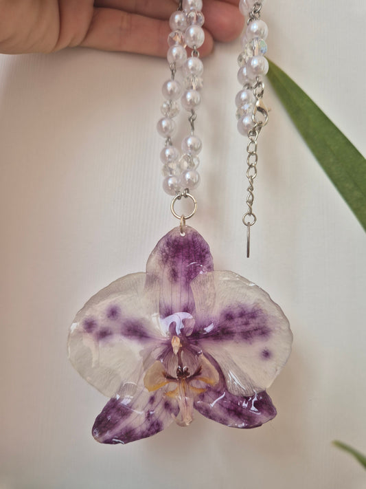 Colgante orquídea  Phalaenopsis