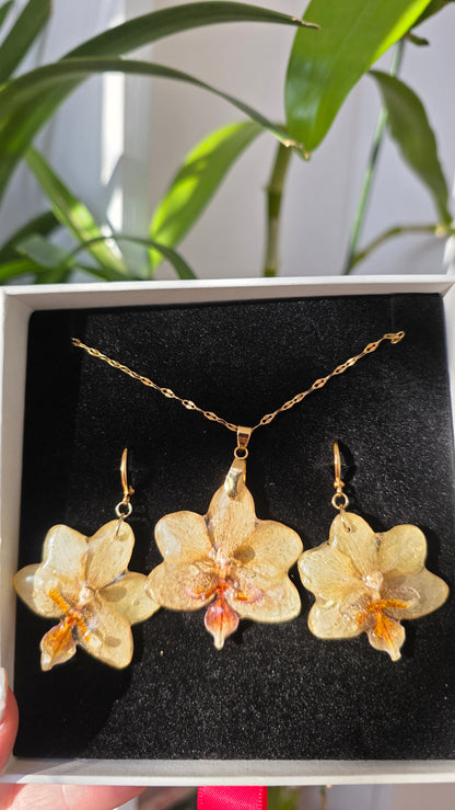 Conjunto orquidea Phalaenopsis