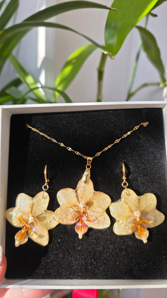 Conjunto orquidea Phalaenopsis