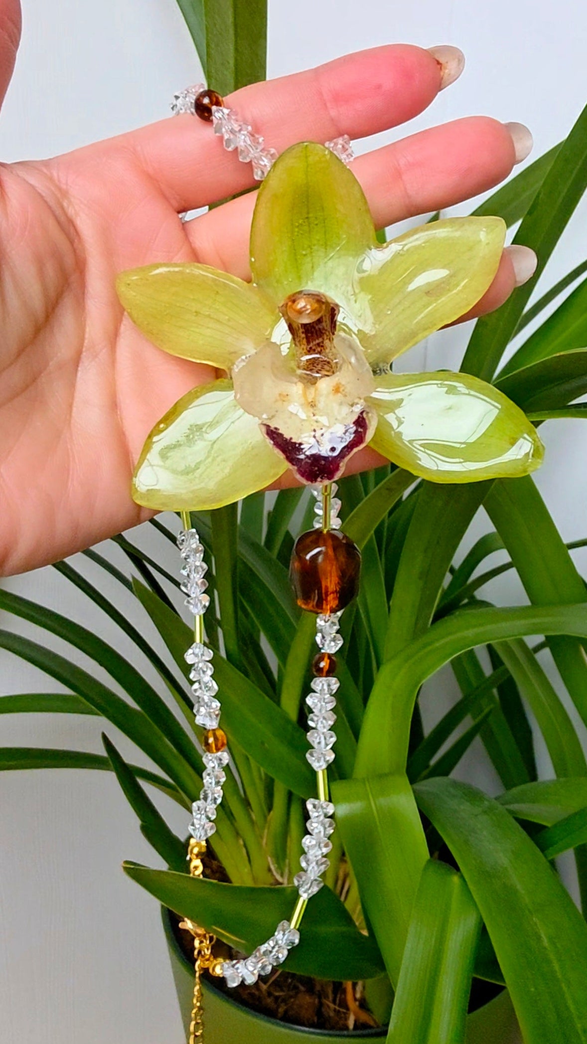 Colgante orquidea Cymbidium verde