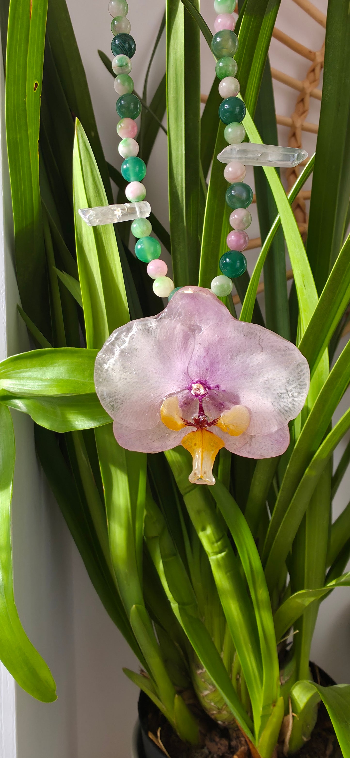 Colgante orquídea Phalaenopsis