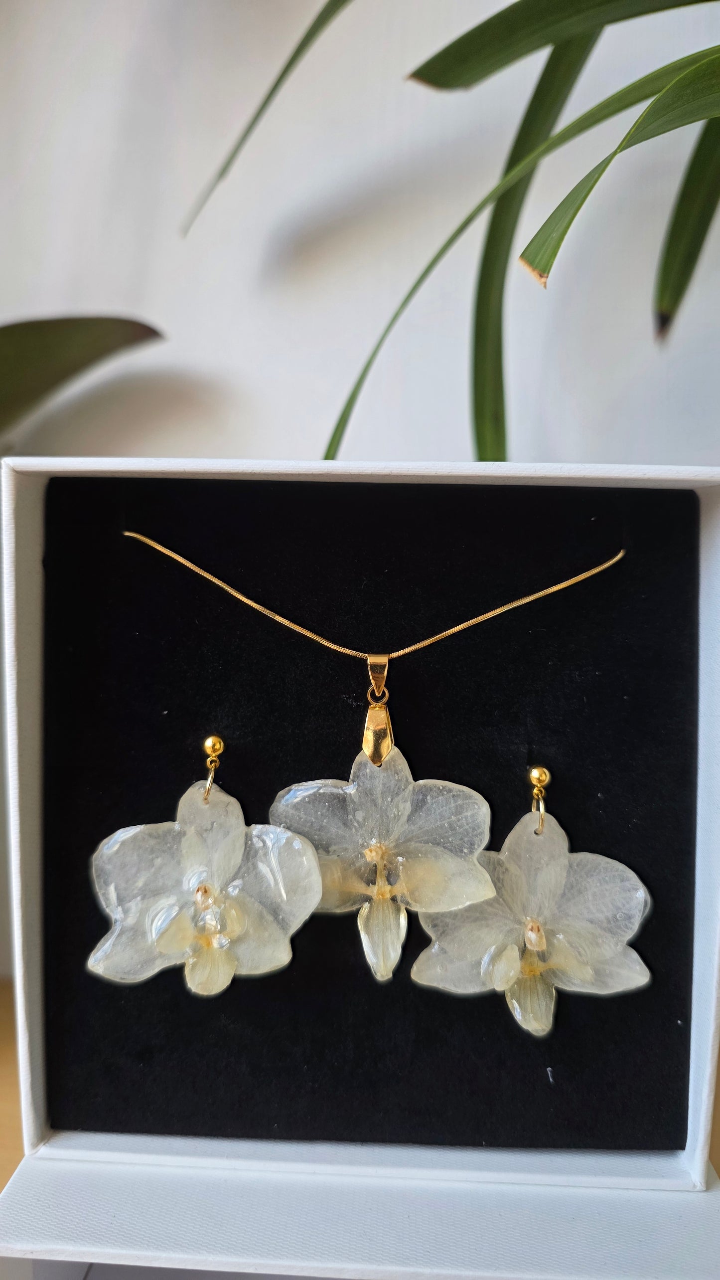 Conjunto orquidea Phalaenopsis