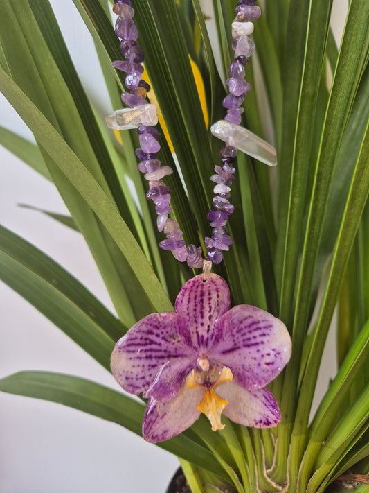 Colgante orquídea  Phalaenopsis
