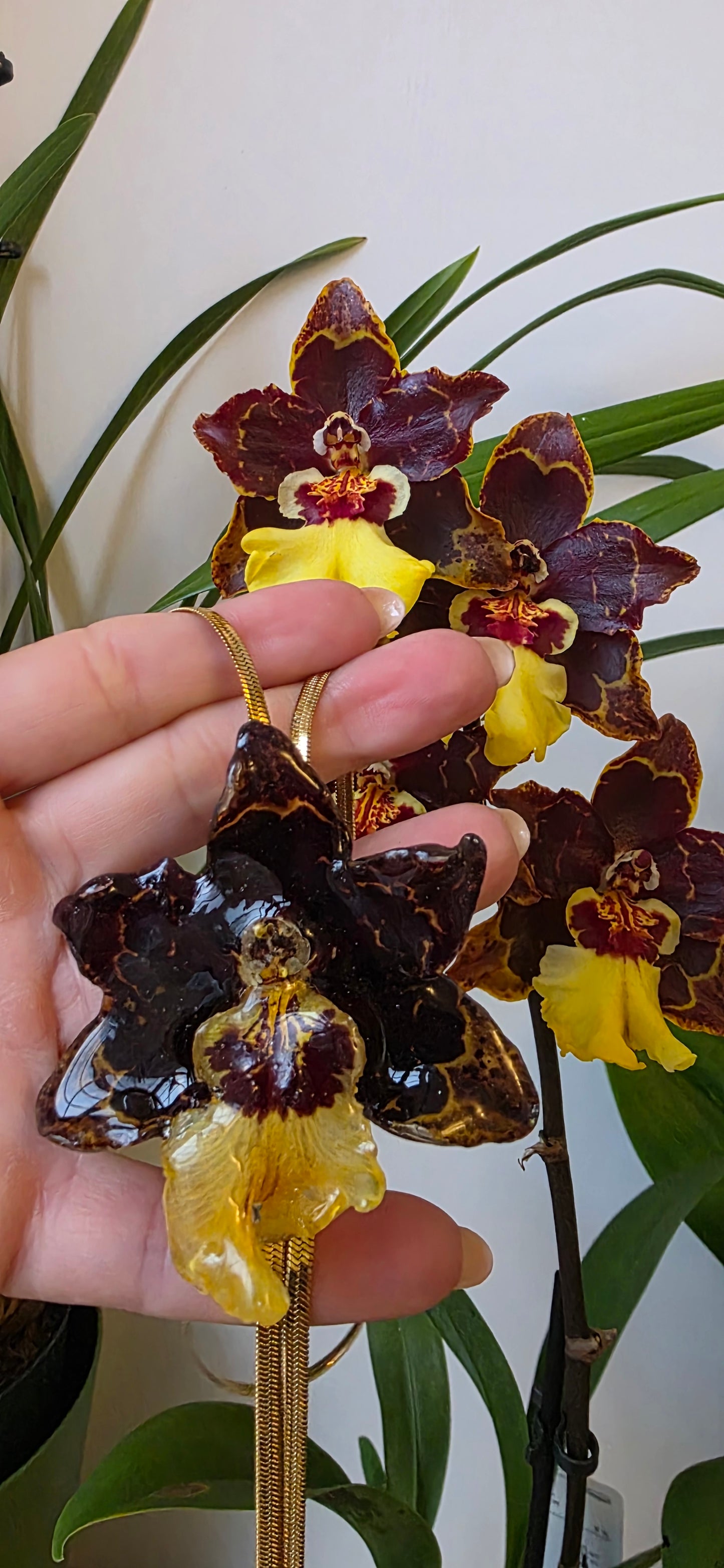 Collar regulable de orquidea Colmanara