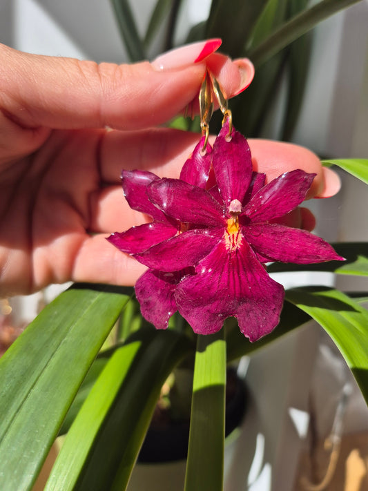 Pendientes orquidea cambria