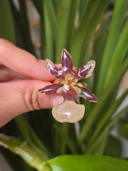 Anillo orquidea Cambria mini