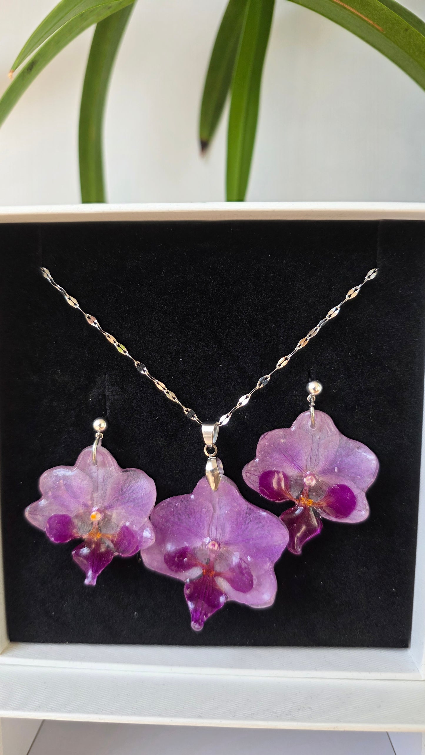 Conjunto orquidea Phalaenopsis