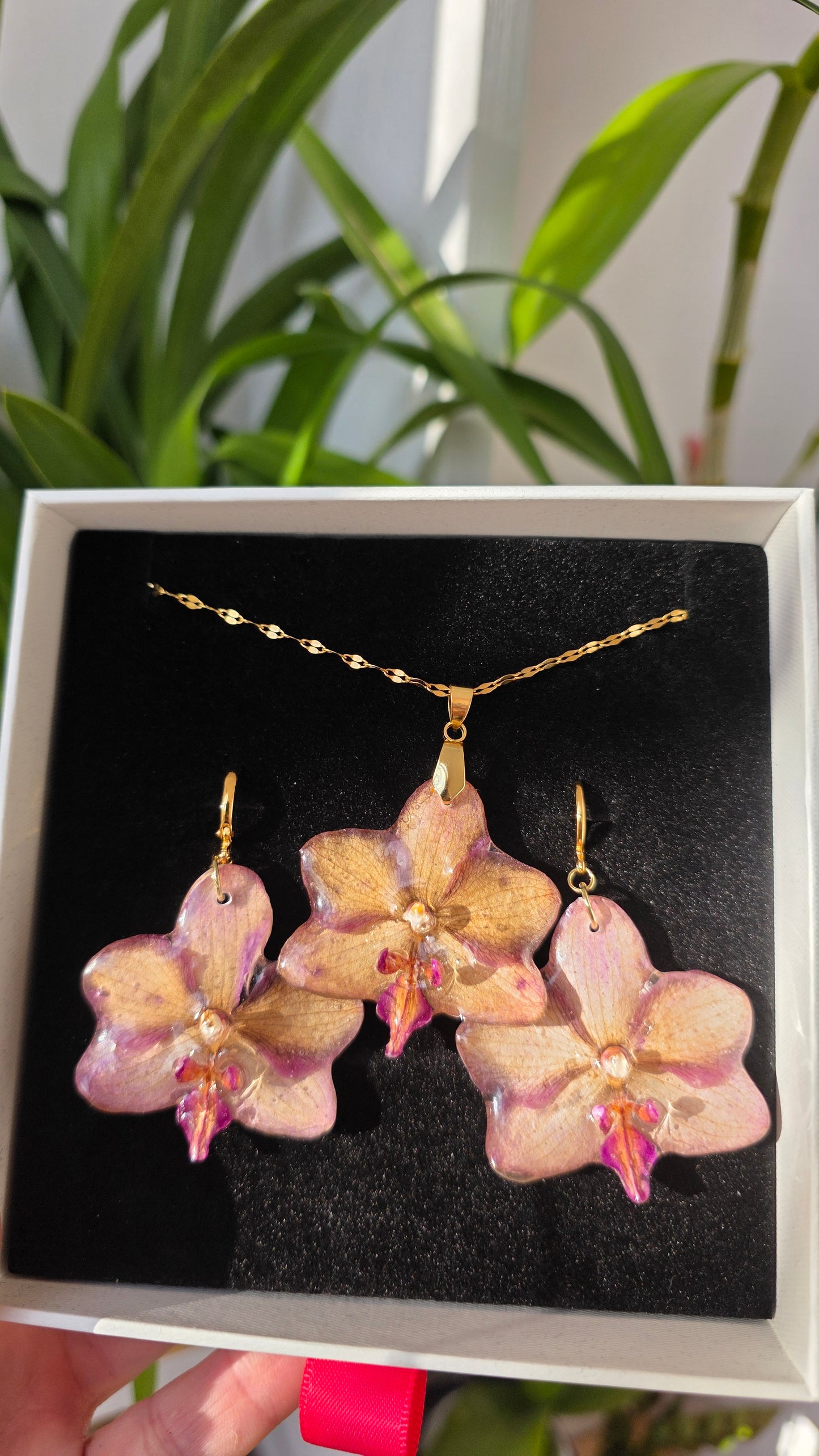 Conjunto orquidea Phalaenopsis