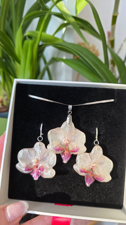 Conjunto orquidea Phalaenopsis