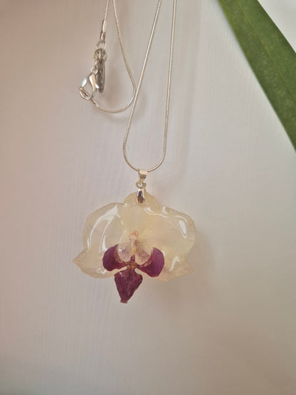 Colgante Orquídea Phalaenopsis Morada