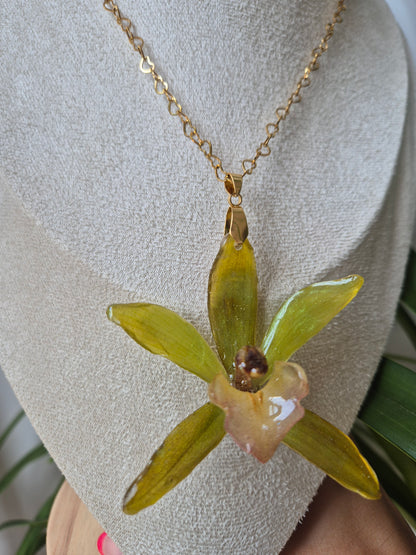 Colgante orquidea genero Tainia