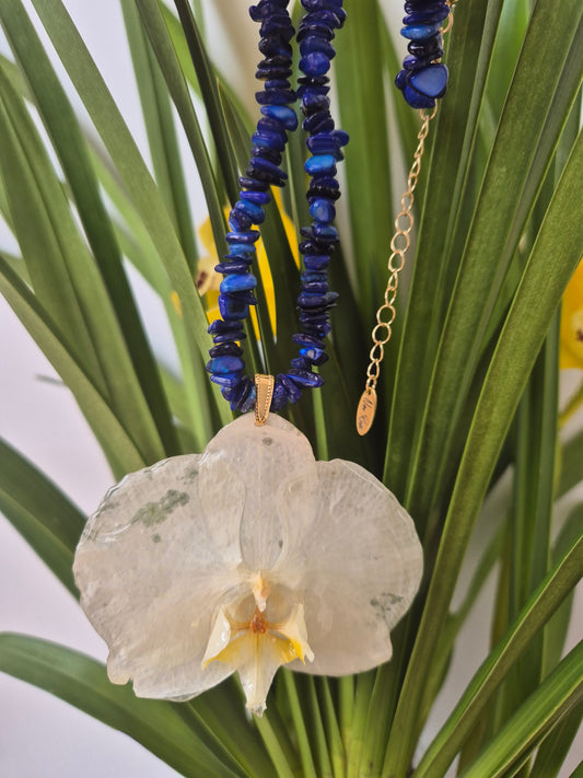 Colgante orquídea  Phalaenopsis