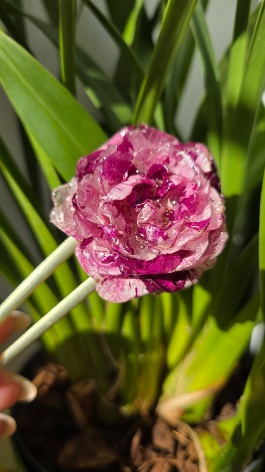 Horquilla de rosa de pitimini
