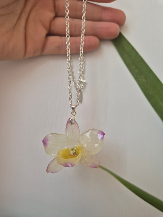 Colgante Orquídea Dendrobium