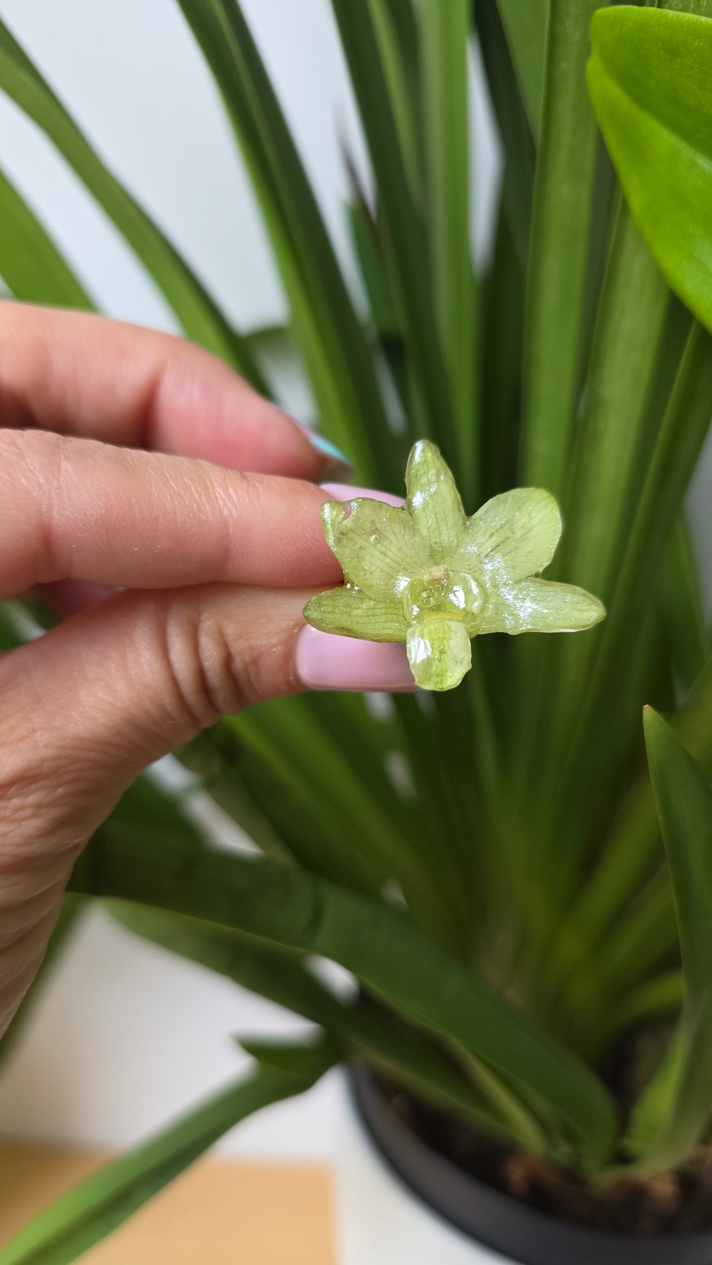 Anillo orquidea verde Dendrobium