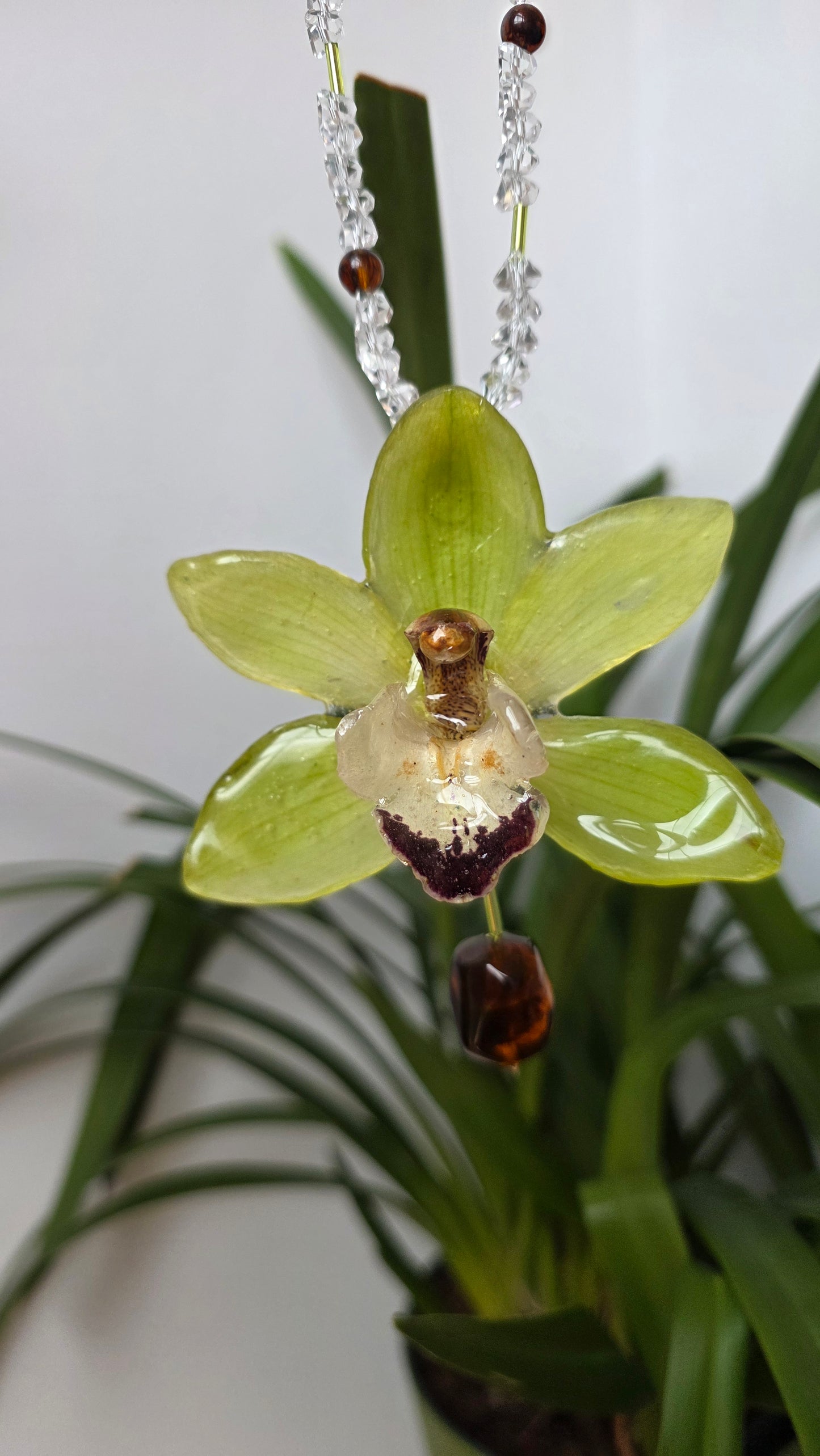 Colgante orquidea Cymbidium verde
