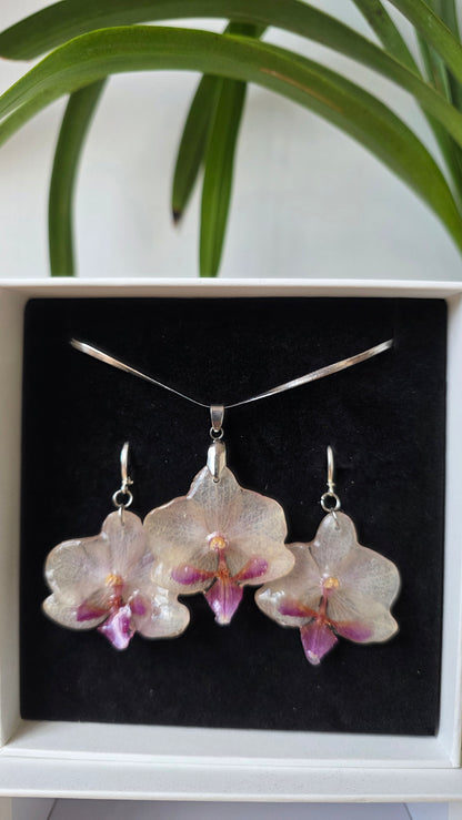 Conjunto orquidea Phalaenopsis