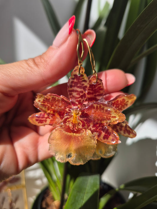 Pendientes orquídea Cambria