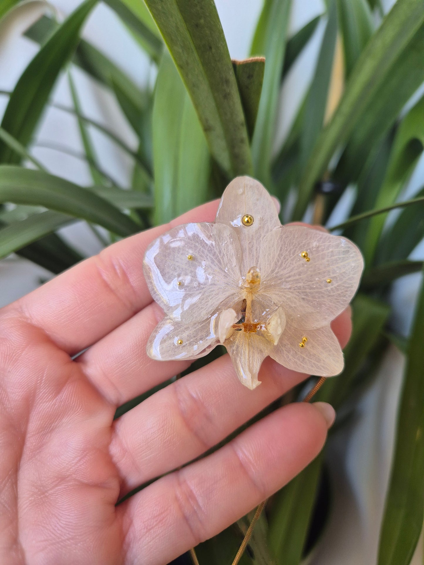 Colgante regulable de orquídea Phalaenopsis