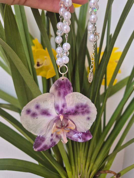 Colgante orquídea  Phalaenopsis